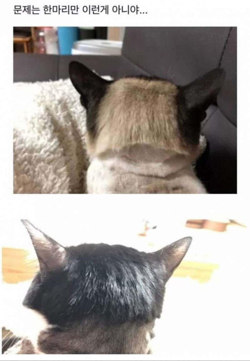 고양이 미용 참사