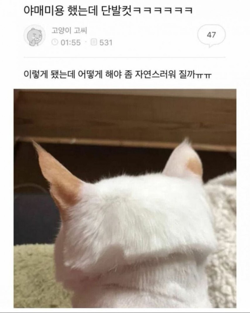 고양이 미용 참사