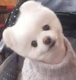 60대가 젊게 입고 다니는게 별로라는 영포티?.jpg