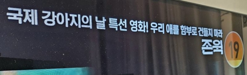 국제 강아지의 날   오늘을 기억하라.ocn