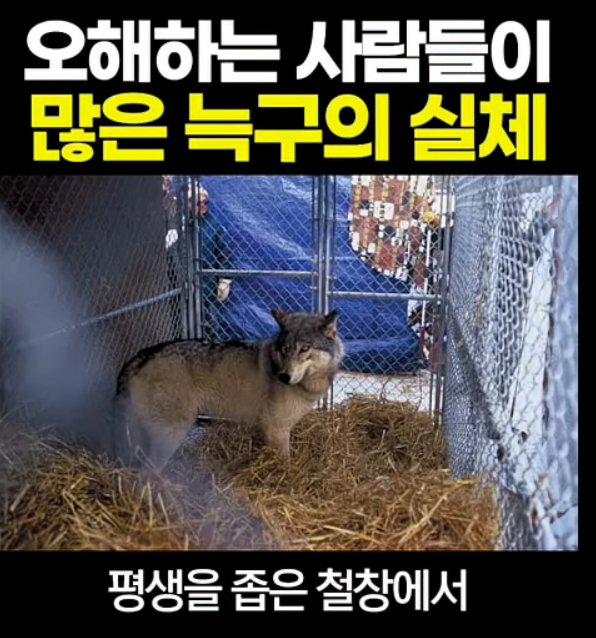 늑구 괴롭다고 탈출 한거 아니야???????