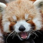 X] 완벽한 남편의 유일한 단점.twt