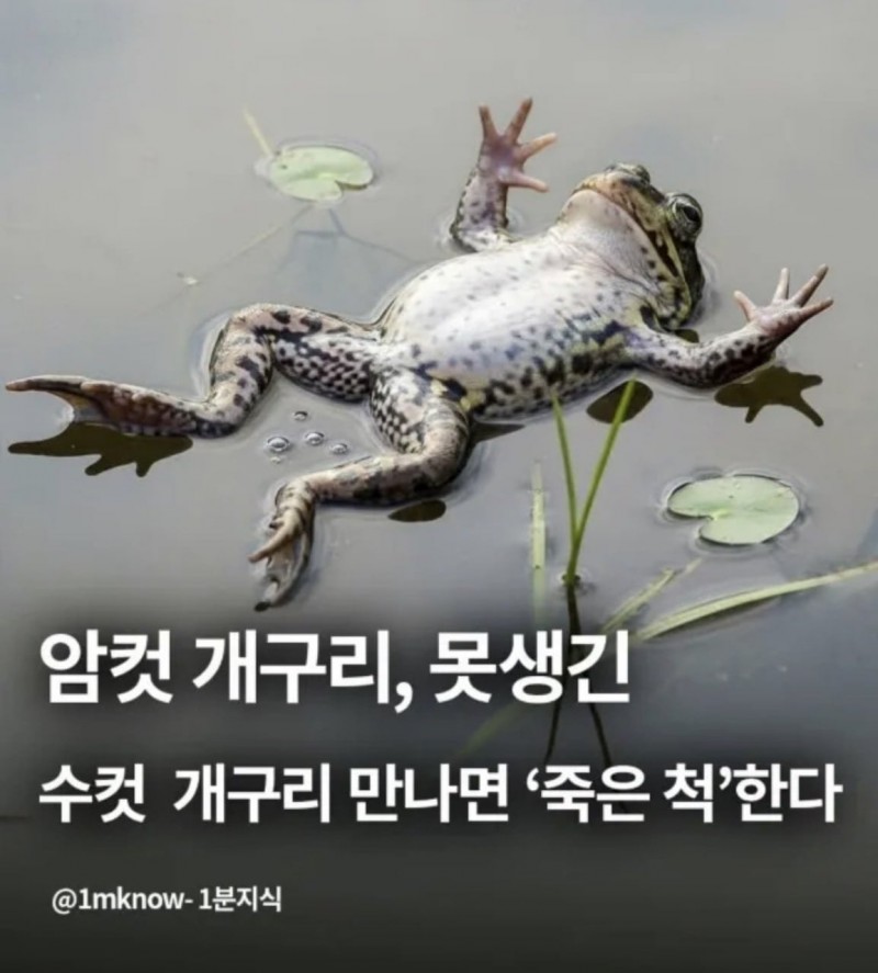 못생긴 수컷 만나면 죽은척